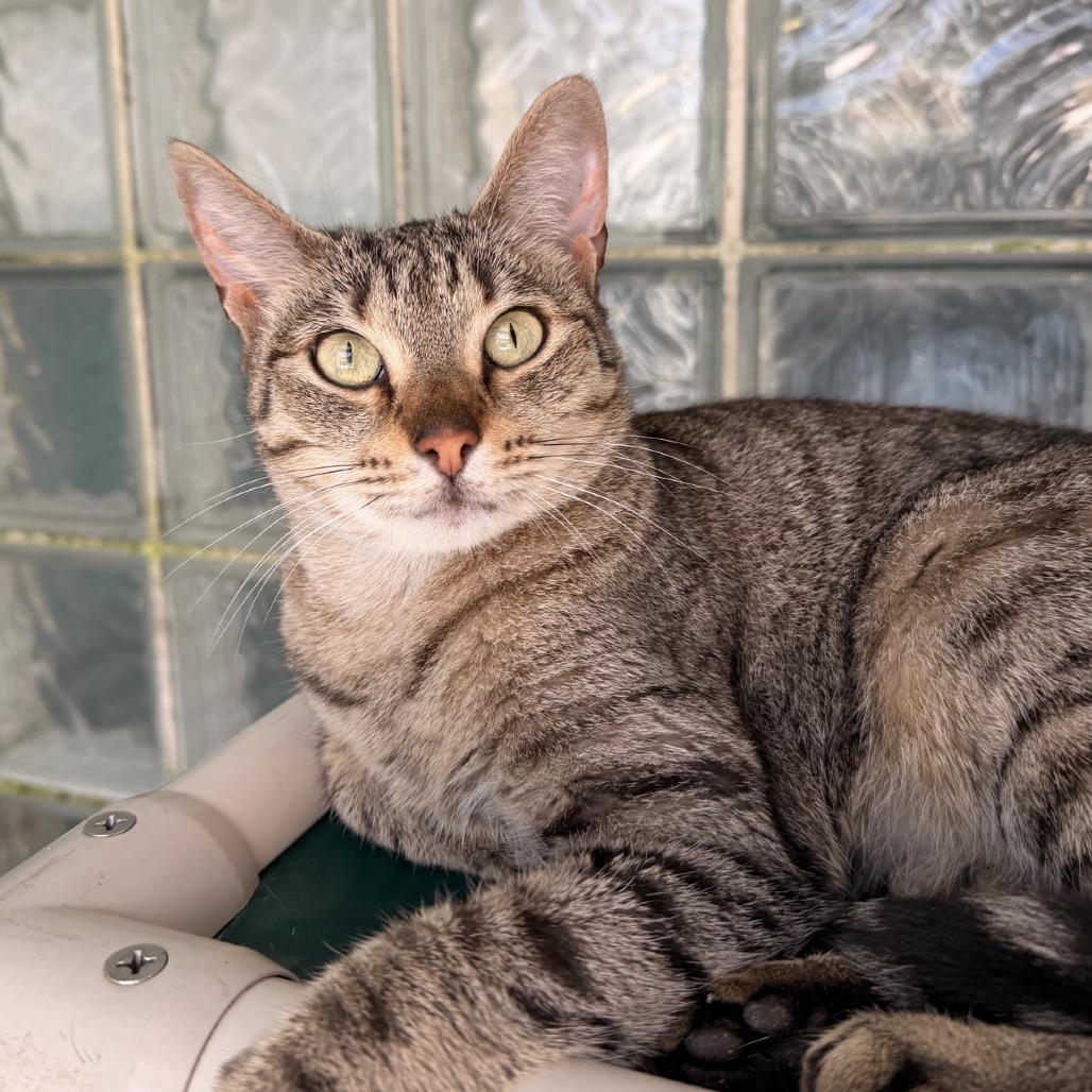 Enlarge Drumstick, a Adoptable Domestic Short Hair in Fort Lauderdale, FL image 4/4