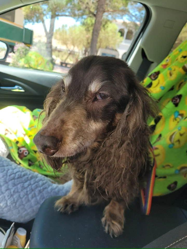 Cooper - Las Vegas, Adoptable, Senior Male Dachshund.