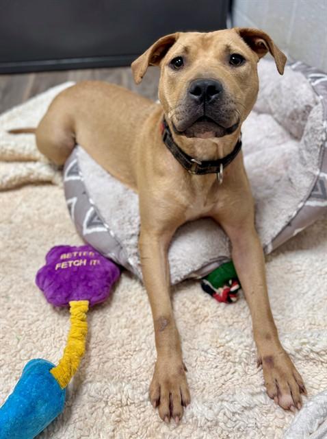Enlarge NORA, a Adoptable mixed breed in York, SC image 1/1