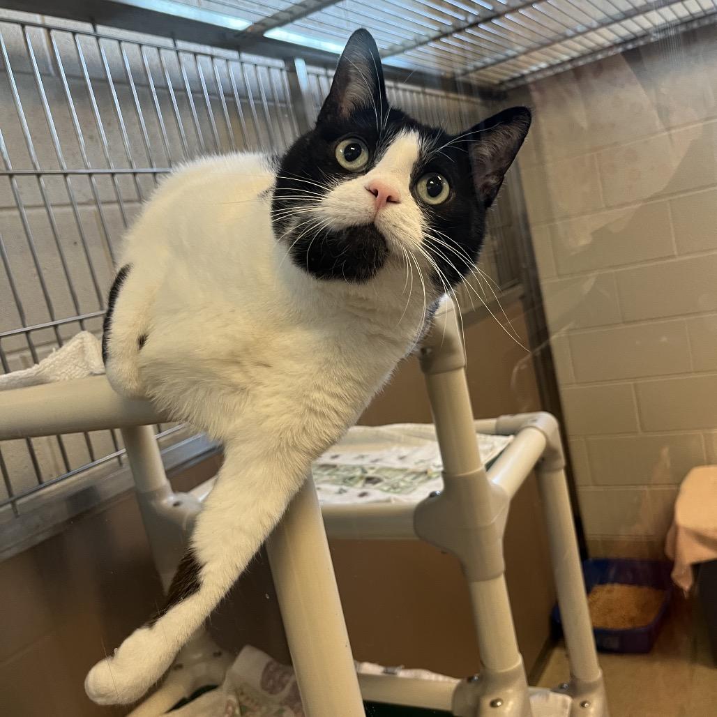 Enlarge Precious, a Adoptable mixed breed in Bristol, IN image 1/3