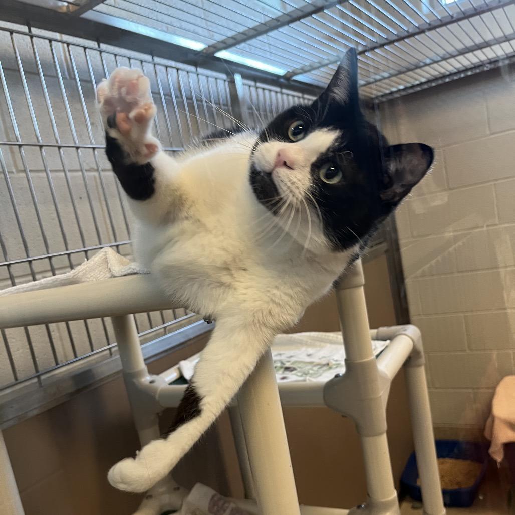 Enlarge Precious, a Adoptable mixed breed in Bristol, IN image 2/3