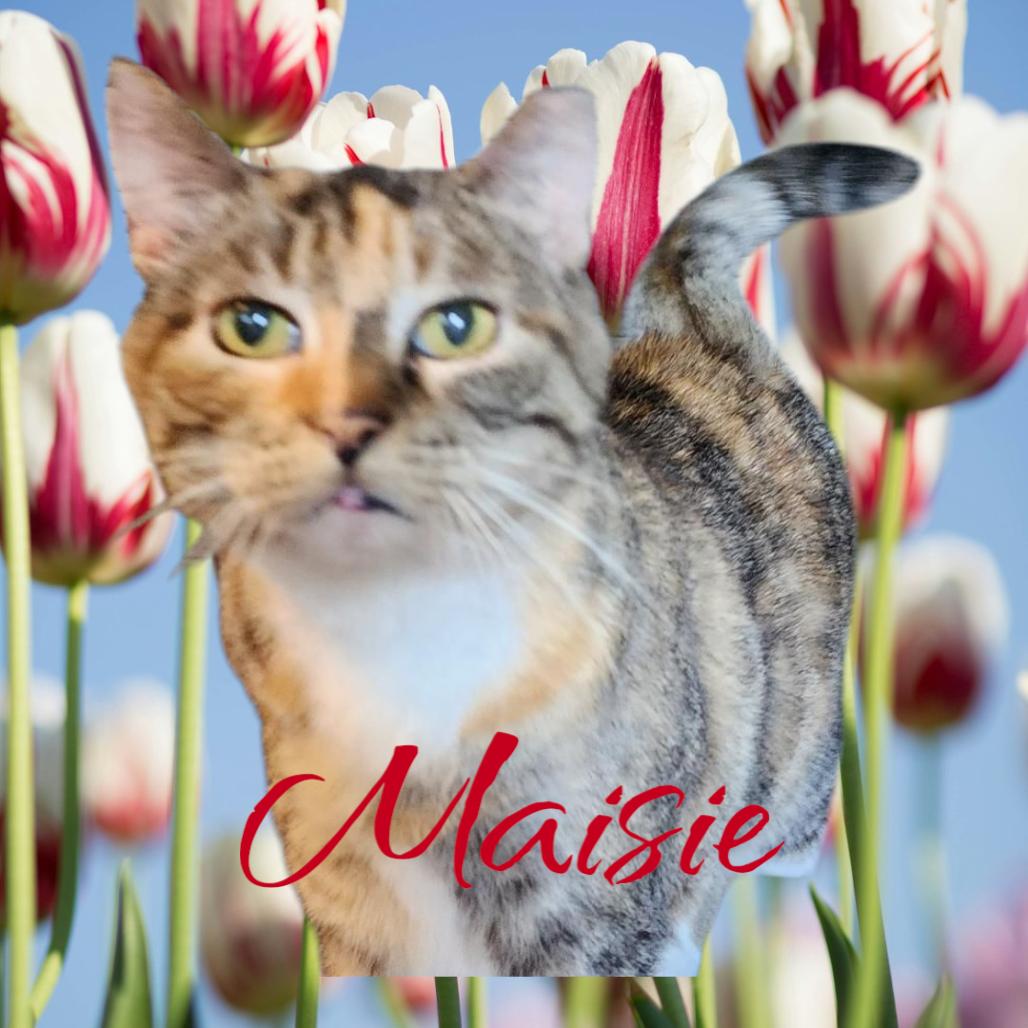 Enlarge Maisie, a Adoptable Domestic Short Hair in Muncie, IN image 1/1