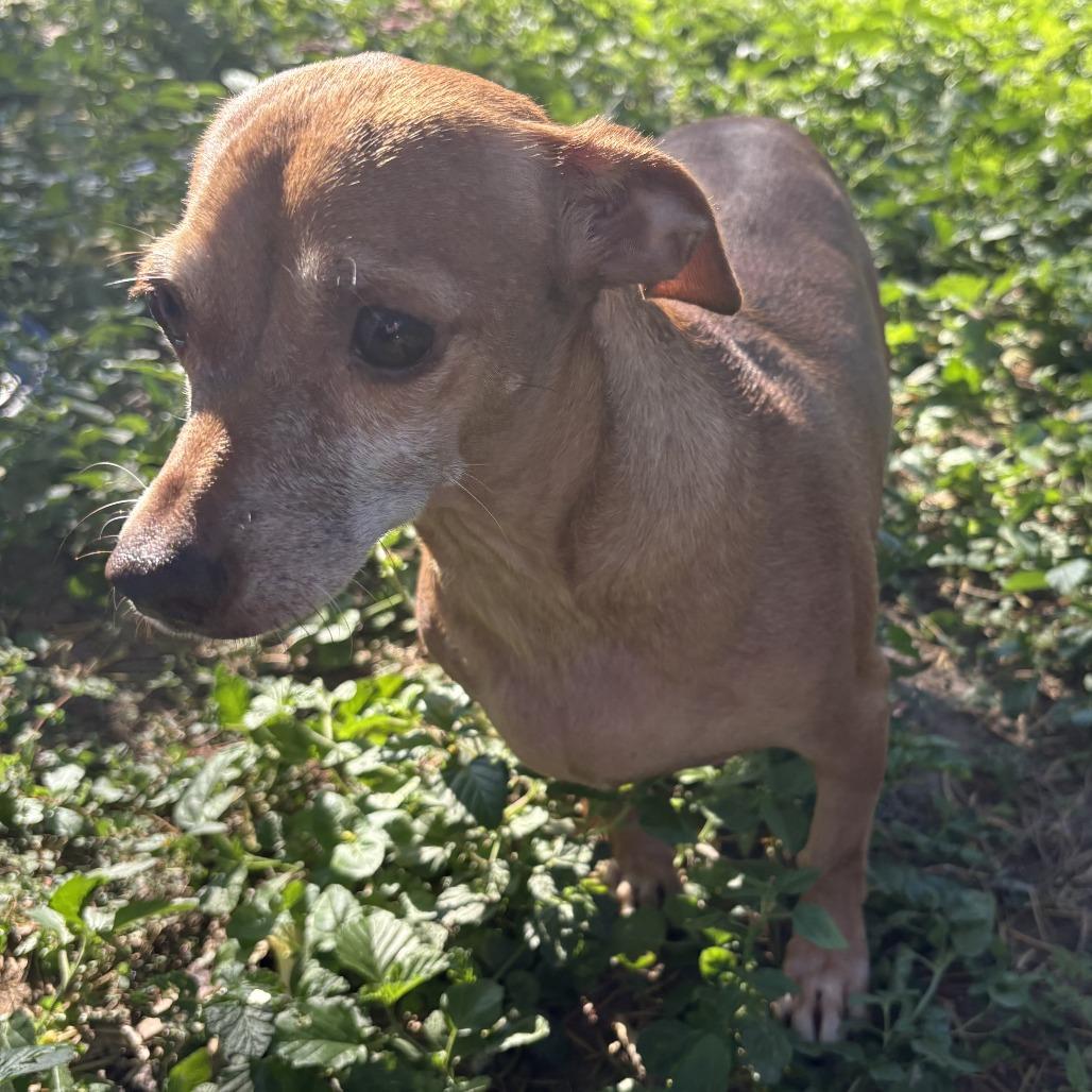 Enlarge Amari, a Adoptable mixed breed in Laredo, TX image 1/1