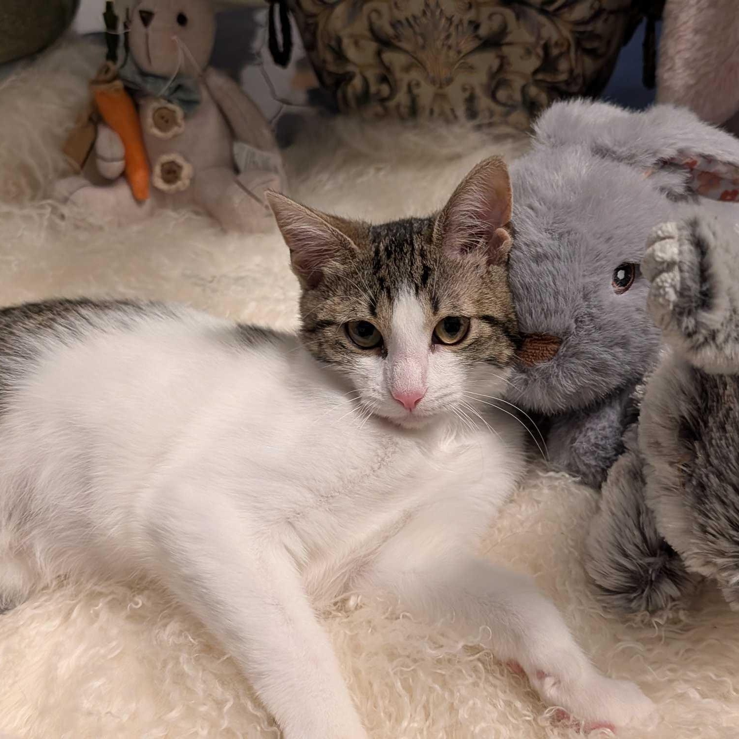 Enlarge Fozzie Bear, a Adoptable Domestic Short Hair in Weehawken, NJ image 5/6