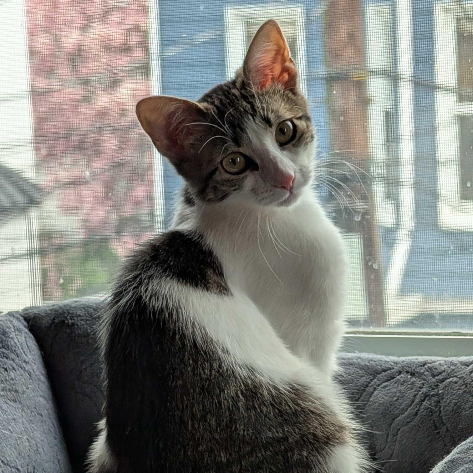 Enlarge Fozzie Bear, a Adoptable Domestic Short Hair in Weehawken, NJ image 6/6