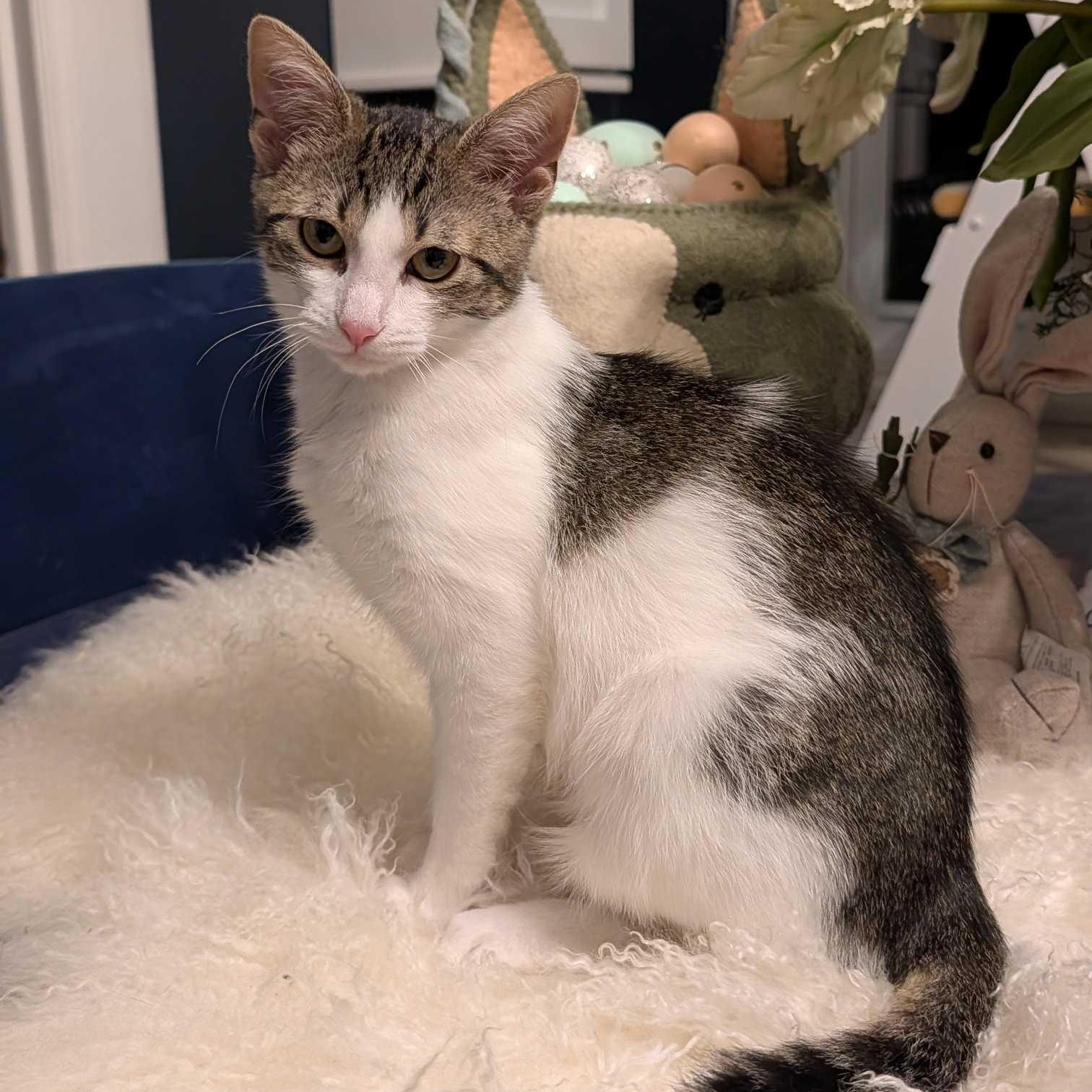 Enlarge Fozzie Bear, a Adoptable Domestic Short Hair in Weehawken, NJ image 2/6