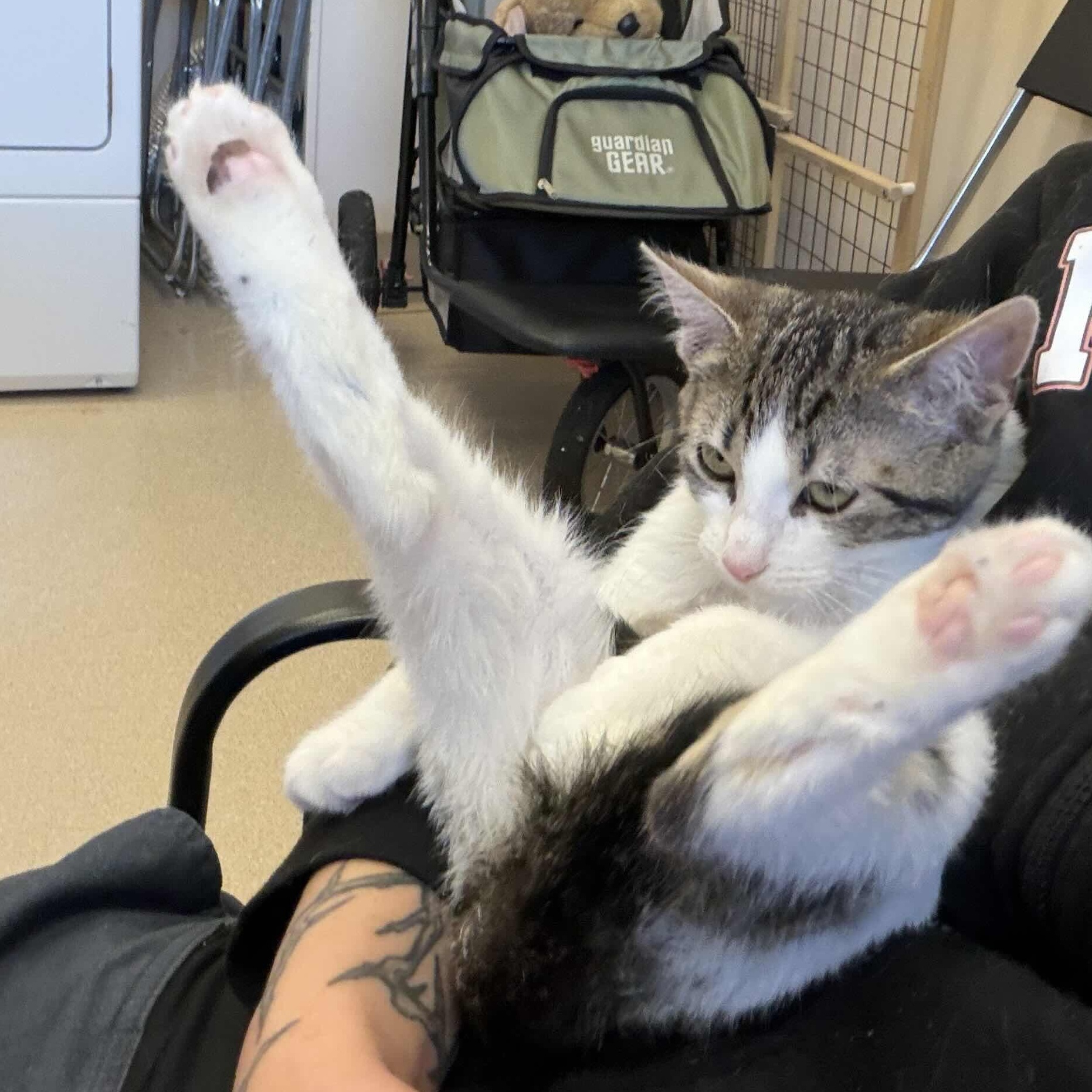 Enlarge Fozzie Bear, a Adoptable Domestic Short Hair in Weehawken, NJ image 3/6