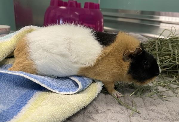 Robin, Adoptable, Baby Female Guinea Pig.