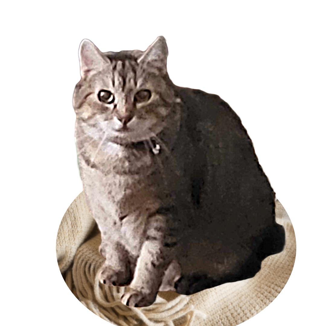 Enlarge Gypsy, a Adoptable mixed breed in Toney, AL image 1/6