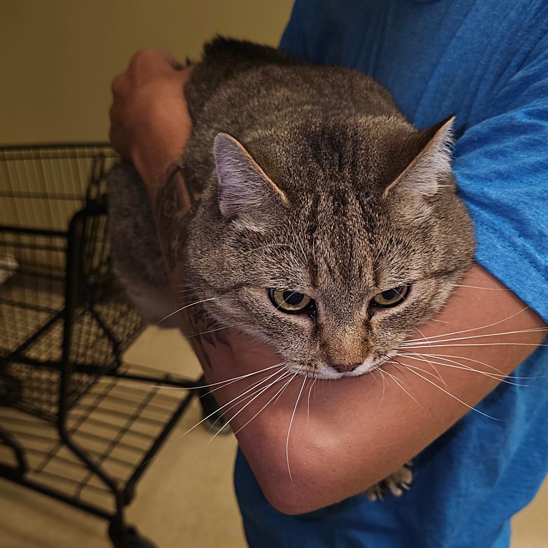 Enlarge Gypsy, a Adoptable mixed breed in Toney, AL image 5/6