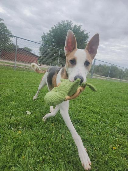 Grizz, Adoptable, Puppy Male Mixed Breed & Mixed Breed.