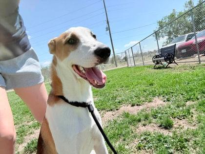 Grizz, Adoptable, Puppy Male Mixed Breed & Mixed Breed.