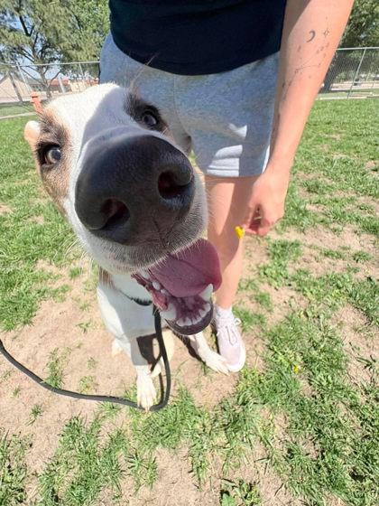 Grizz, a Adoptable mixed breed in Scottsbluff, NE image 2/3