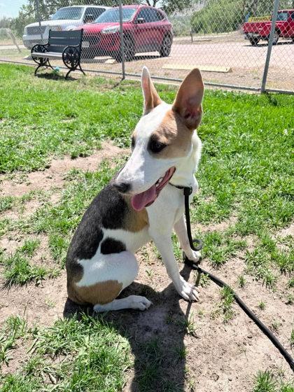 Grizz, a Adoptable mixed breed in Scottsbluff, NE image 3/3