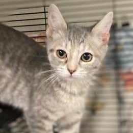 Irene, adopted, Kitten Female Domestic Short Hair.