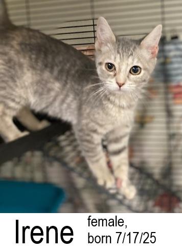 Enlarge Irene, an adopted Domestic Short Hair in Ocean Isle Beach, NC image 2/2