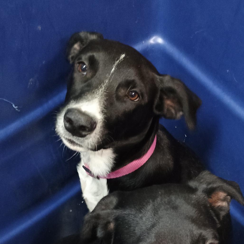 Enlarge Twix, a Adoptable Mixed Breed in Ardmore, OK image 1/2