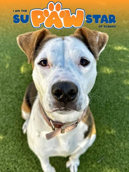 Cookie, Adoptable, Adult Female Mixed Breed & Mixed Breed.