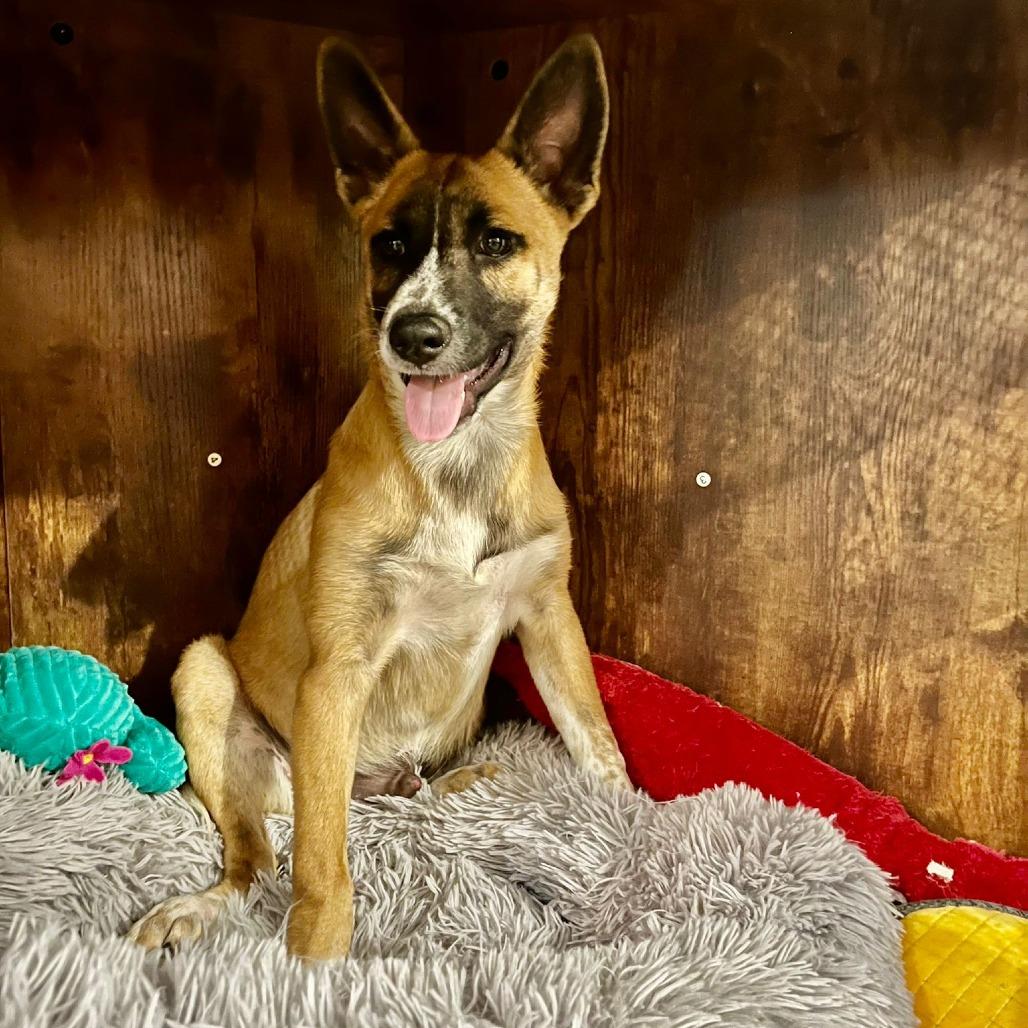 Enlarge Zeus, an adopted mixed breed in Annapolis, MD image 1/1