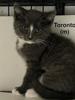 Enlarge Toronto, a Adoptable Domestic Short Hair in Saugerties, NY image 1/1