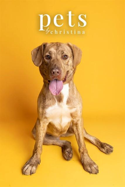 Enlarge LULU, a Adoptable mixed breed in Saint Peters, MO image 1/1