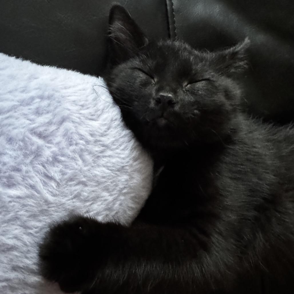 Chevy, Adoptable, Kitten Female Domestic Short Hair.