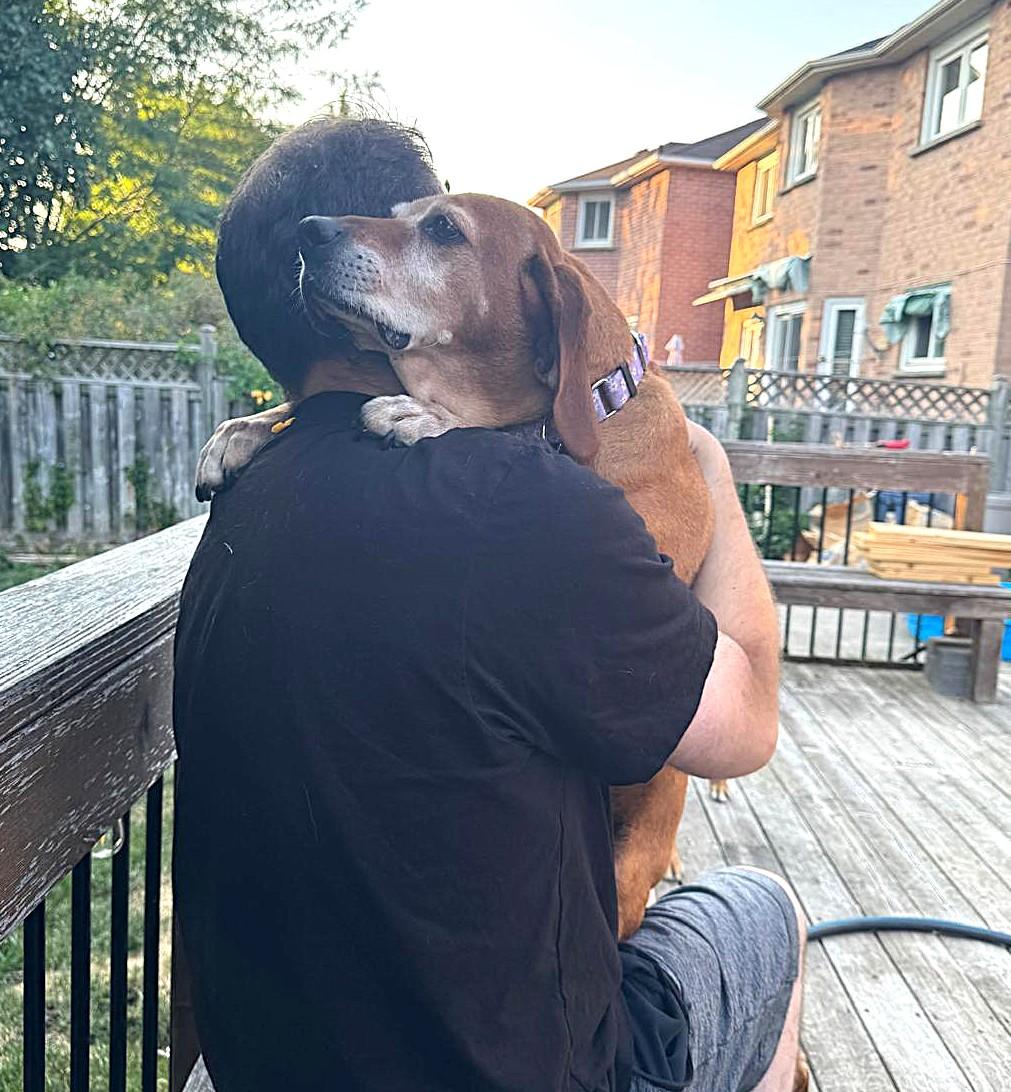Red (55lb), a ADOPTABLE Coonhound in Mississauga, ON image 5/6