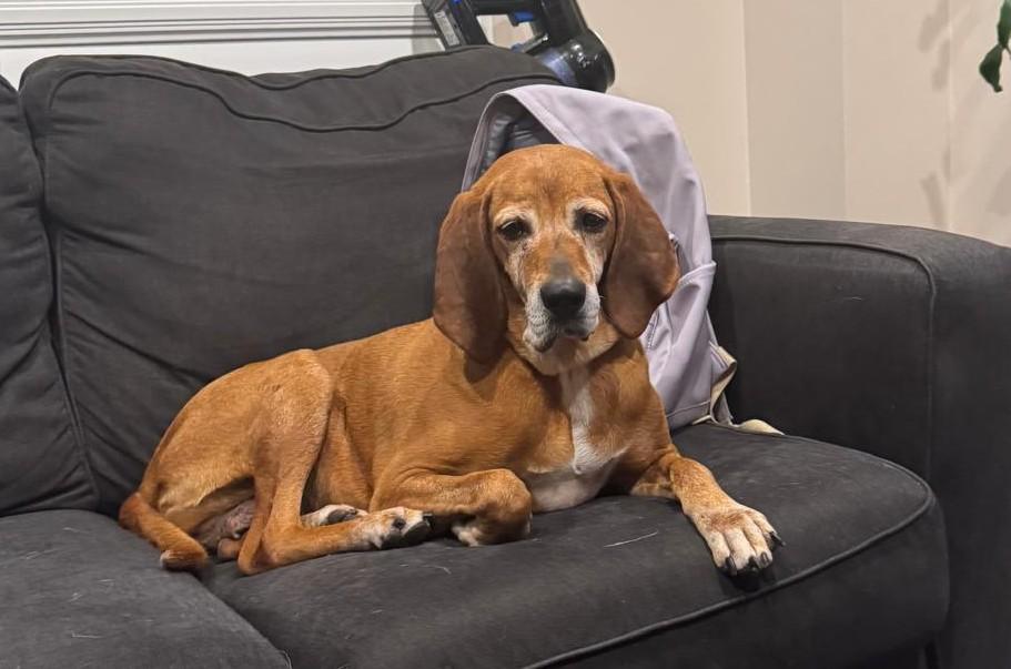 Red (55lb), a ADOPTABLE Coonhound in Mississauga, ON image 2/6