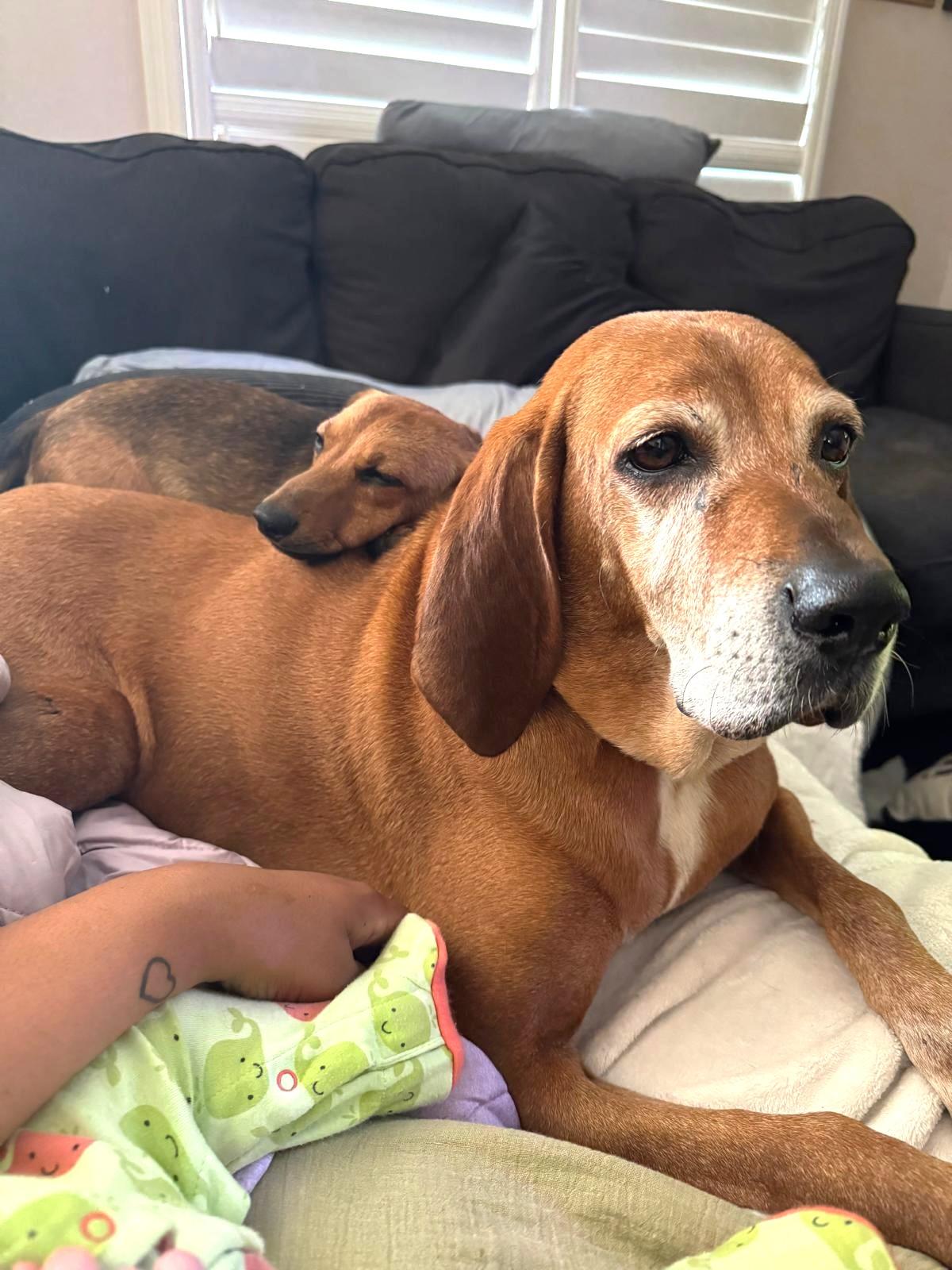 Red (55lb), a ADOPTABLE Coonhound in Mississauga, ON image 4/6