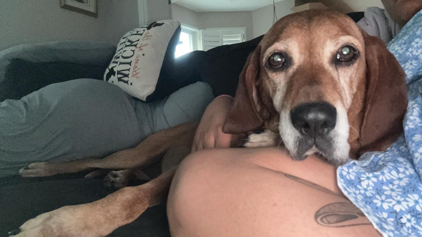 Red (55lb), a ADOPTABLE Coonhound in Mississauga, ON image 6/6