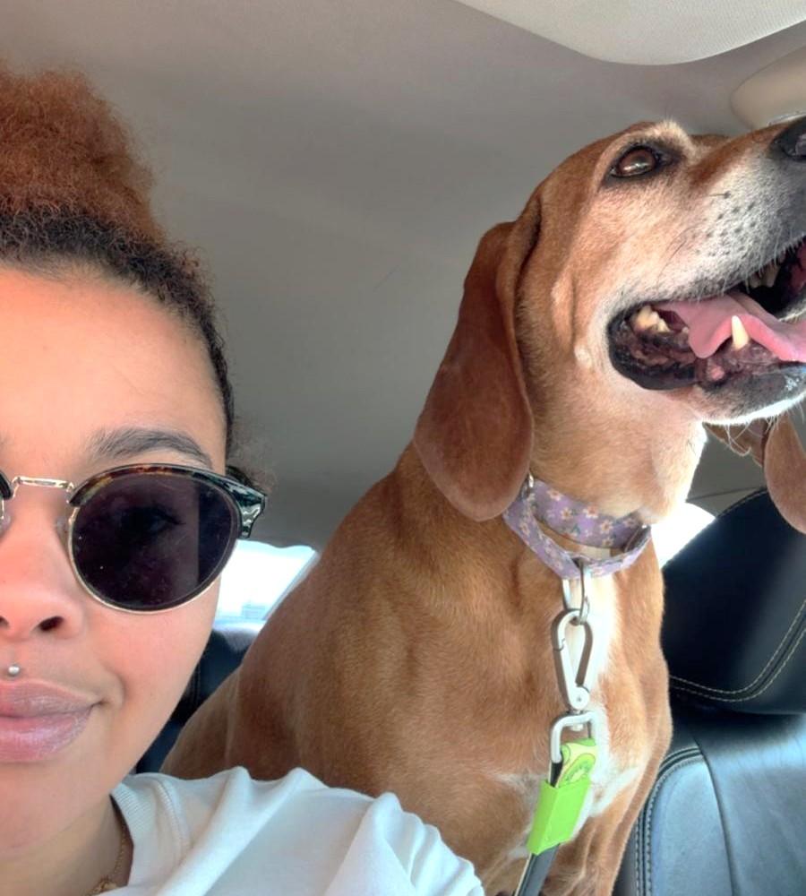 Red (55lb), ADOPTABLE, Senior Female Coonhound.