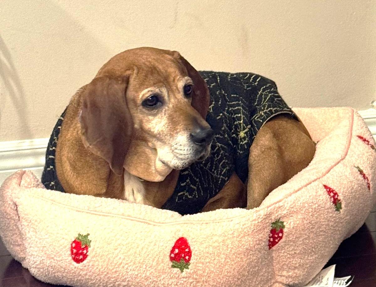 Red (55lb), a ADOPTABLE Coonhound in Mississauga, ON image 3/6