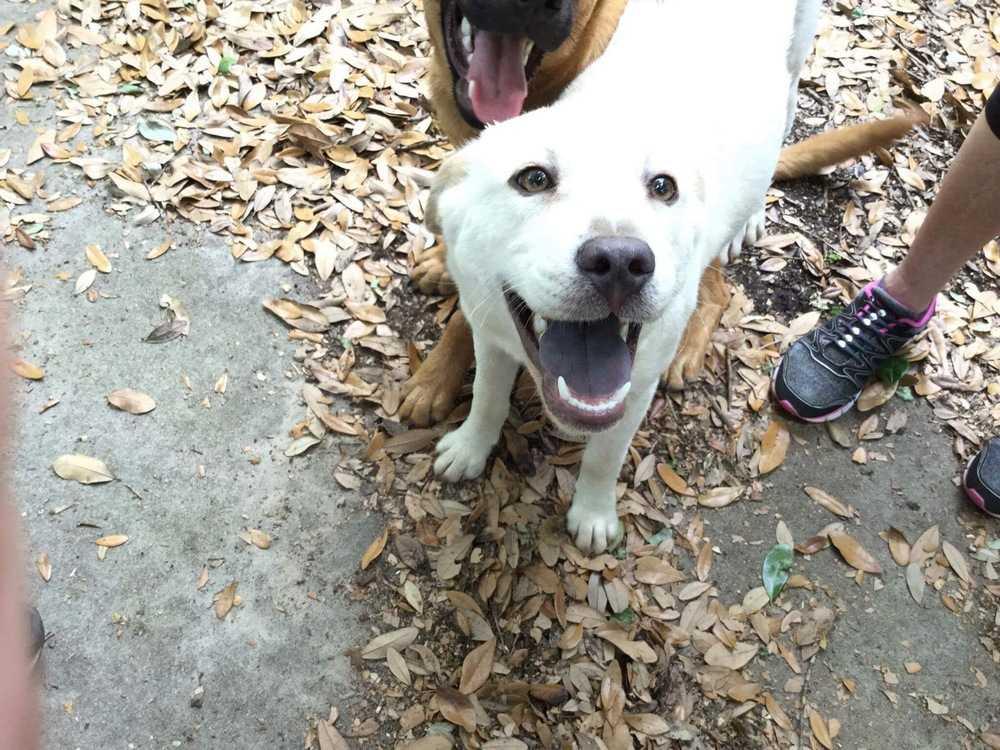 Dolly, Adoptable, Puppy Female Carolina Dog.