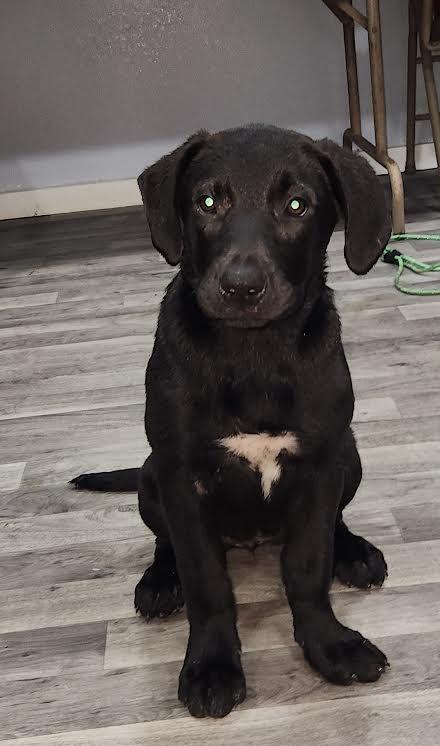 Enlarge Ebony, a ADOPTABLE mixed breed in Marshall, AR image 2/3