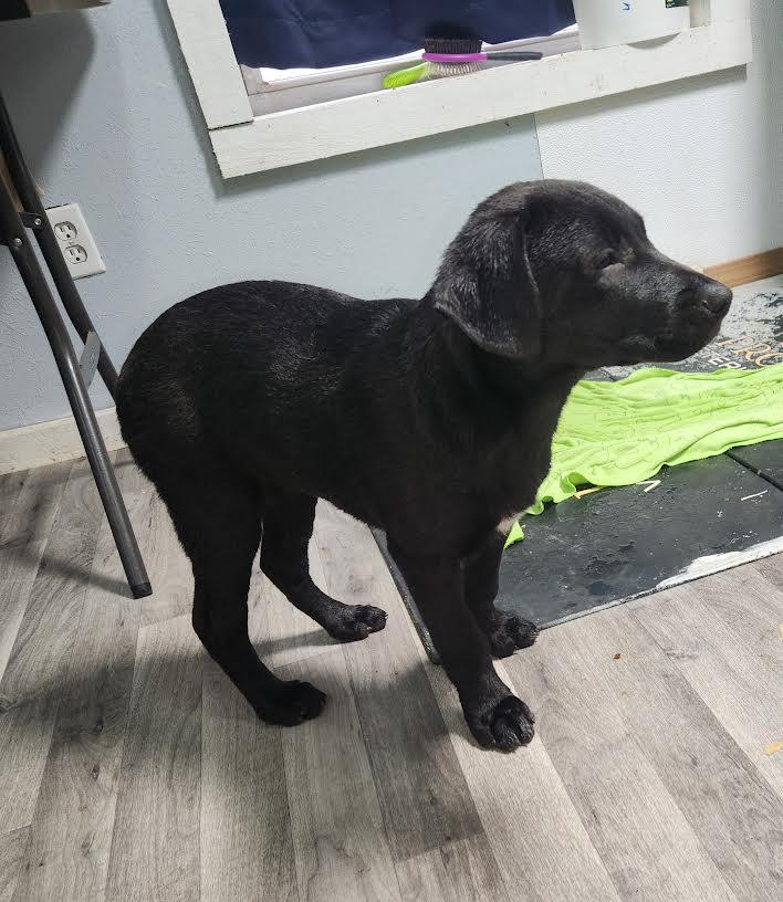 Enlarge Ebony, a ADOPTABLE mixed breed in Marshall, AR image 3/3