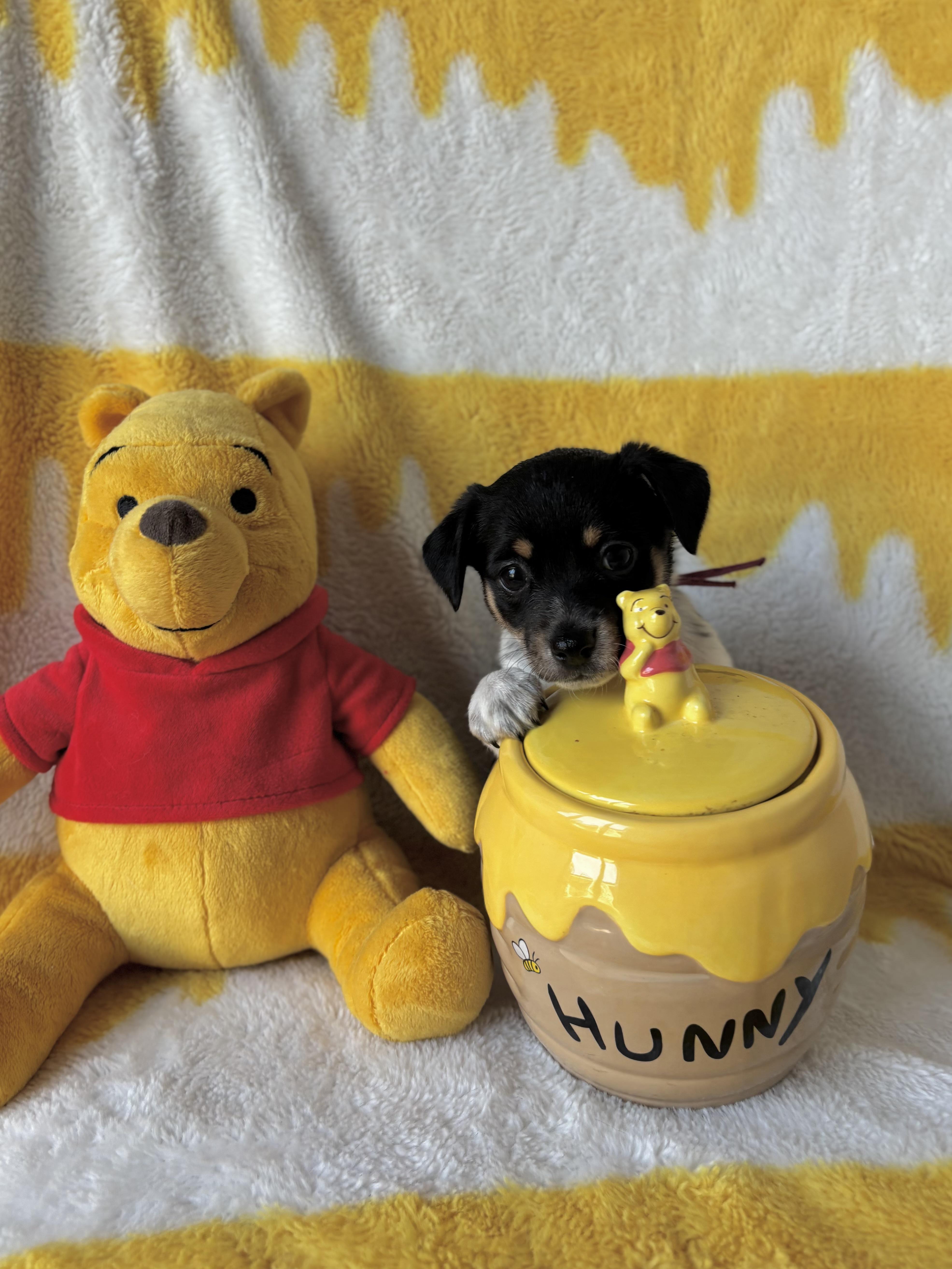 Enlarge Pepper - Spice Litter - DNA TESTED, an adopted mixed breed in Benbrook, TX image 4/6