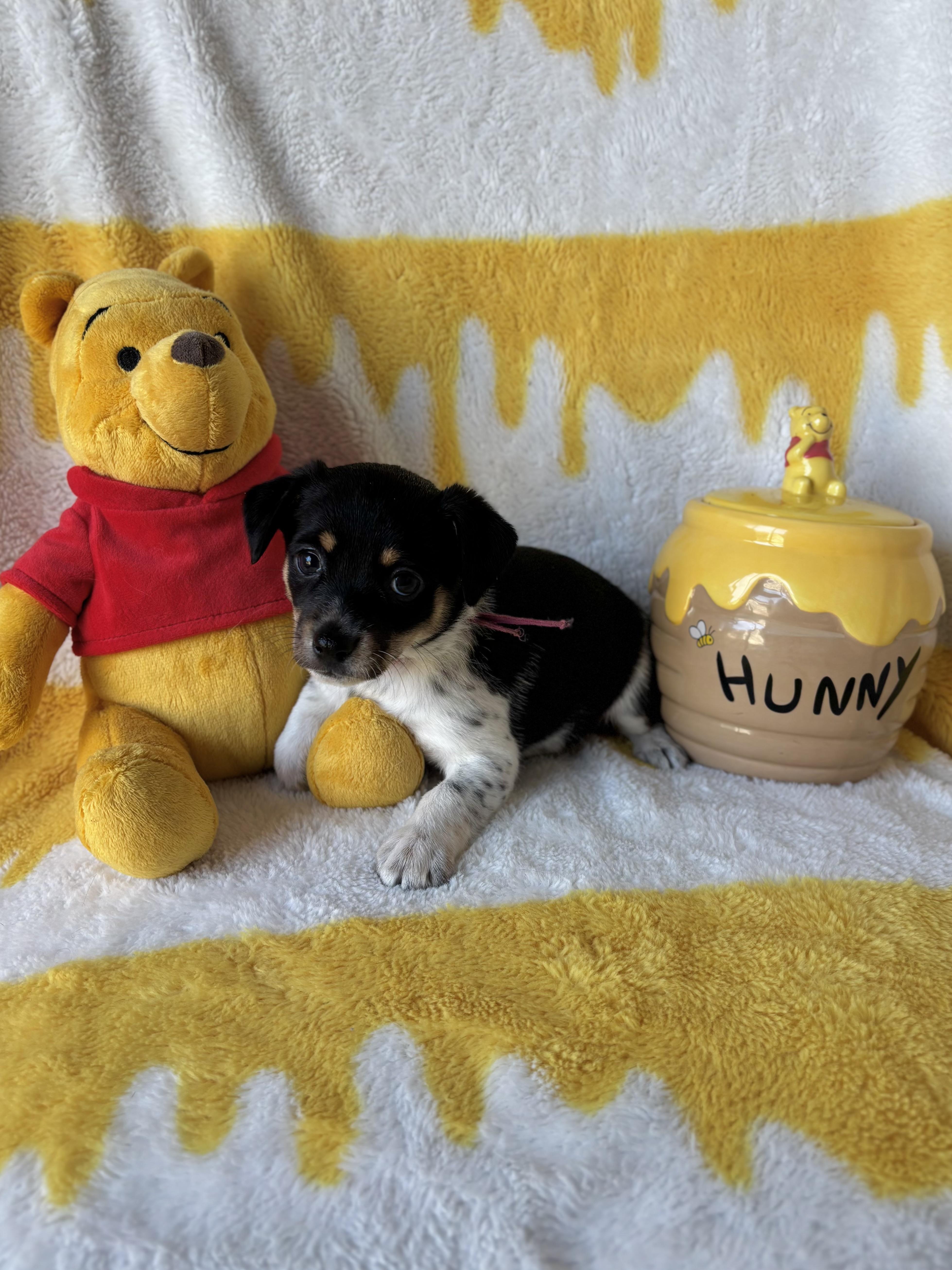 Enlarge Pepper - Spice Litter - DNA TESTED, an adopted mixed breed in Benbrook, TX image 2/6