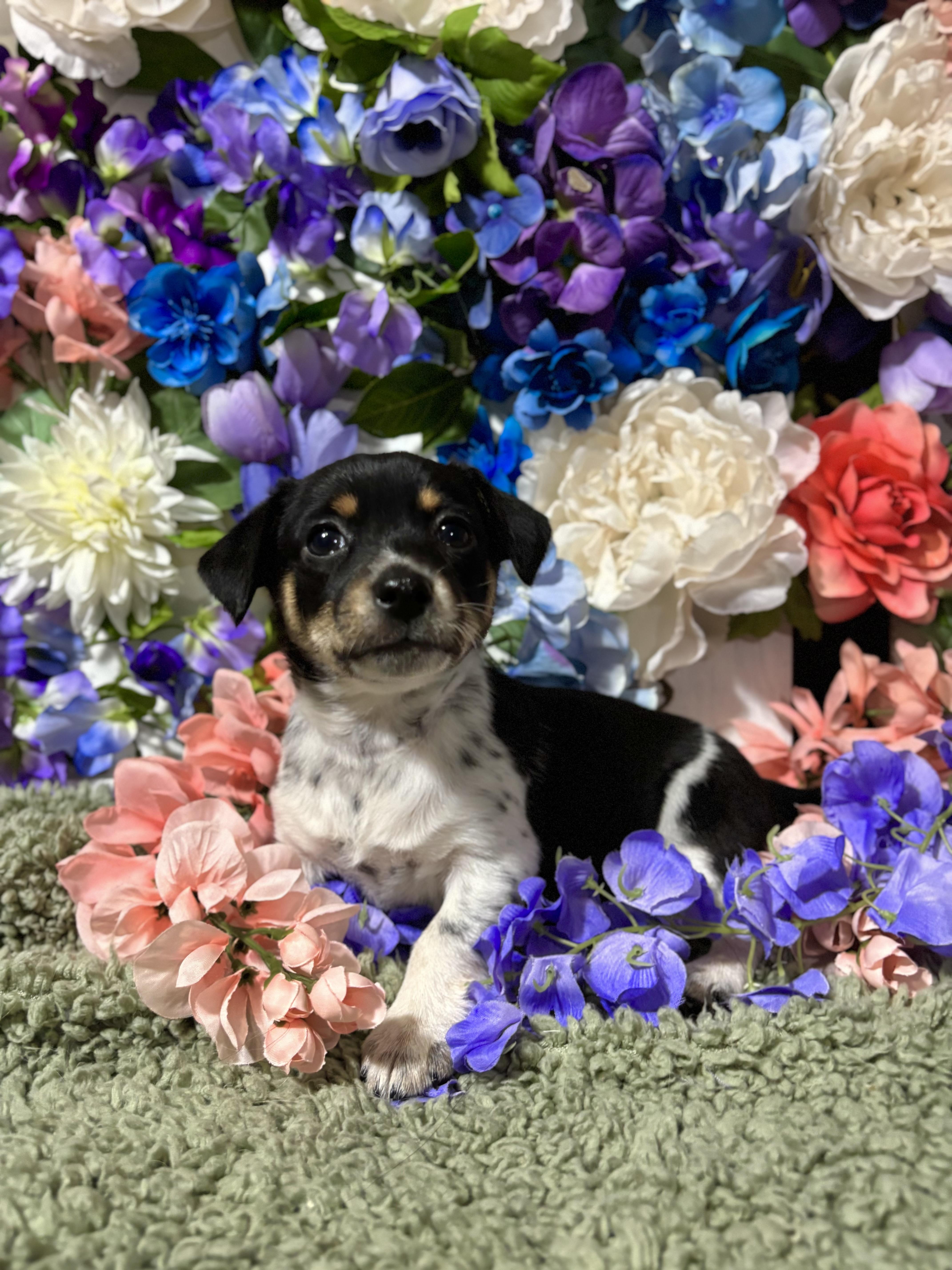 Pepper - Spice Litter - DNA TESTED, adopted, Puppy Female Jack Russell Terrier & Miniature Poodle.