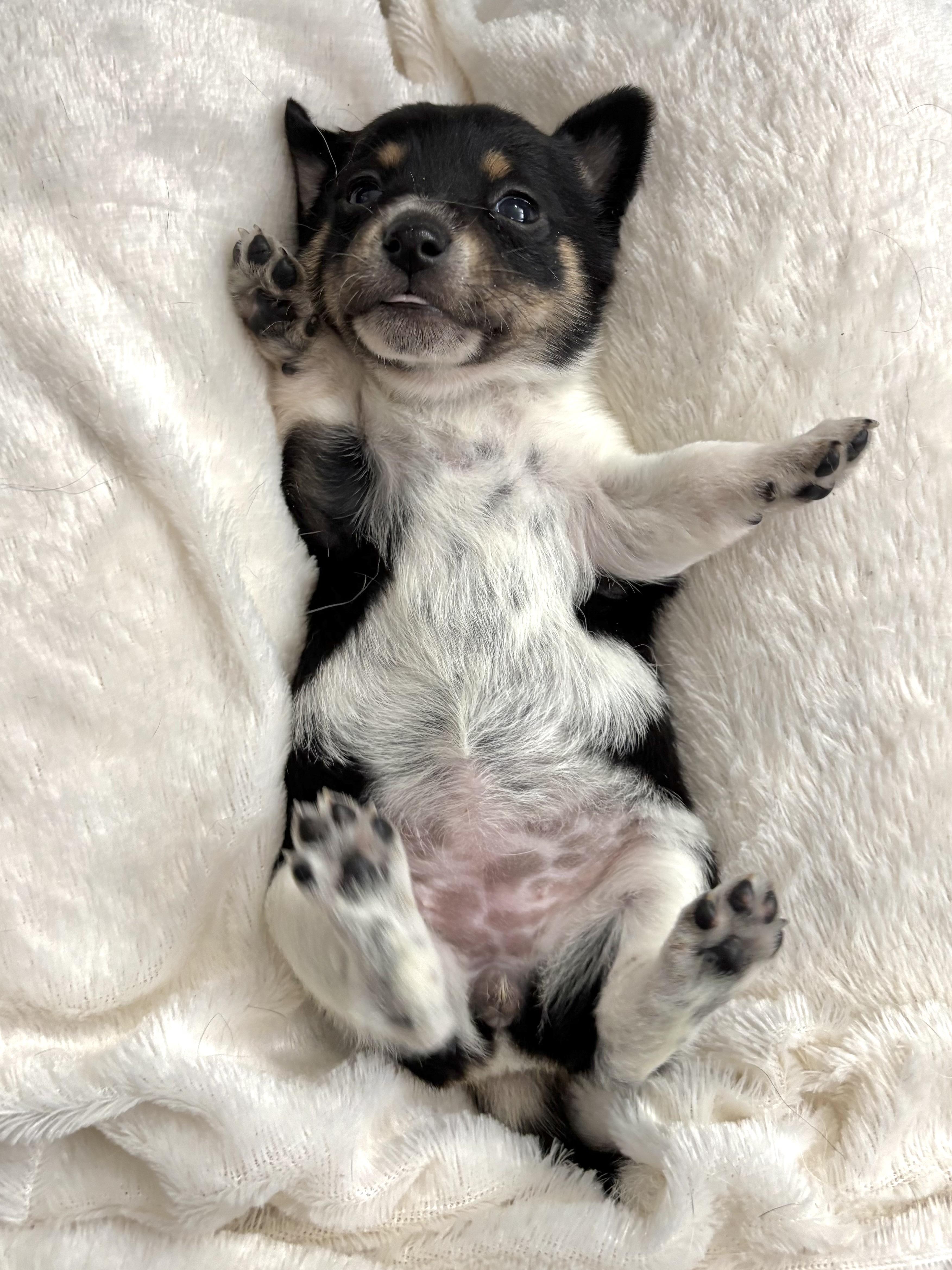 Enlarge Pepper - Spice Litter - DNA TESTED, an adopted mixed breed in Benbrook, TX image 5/6