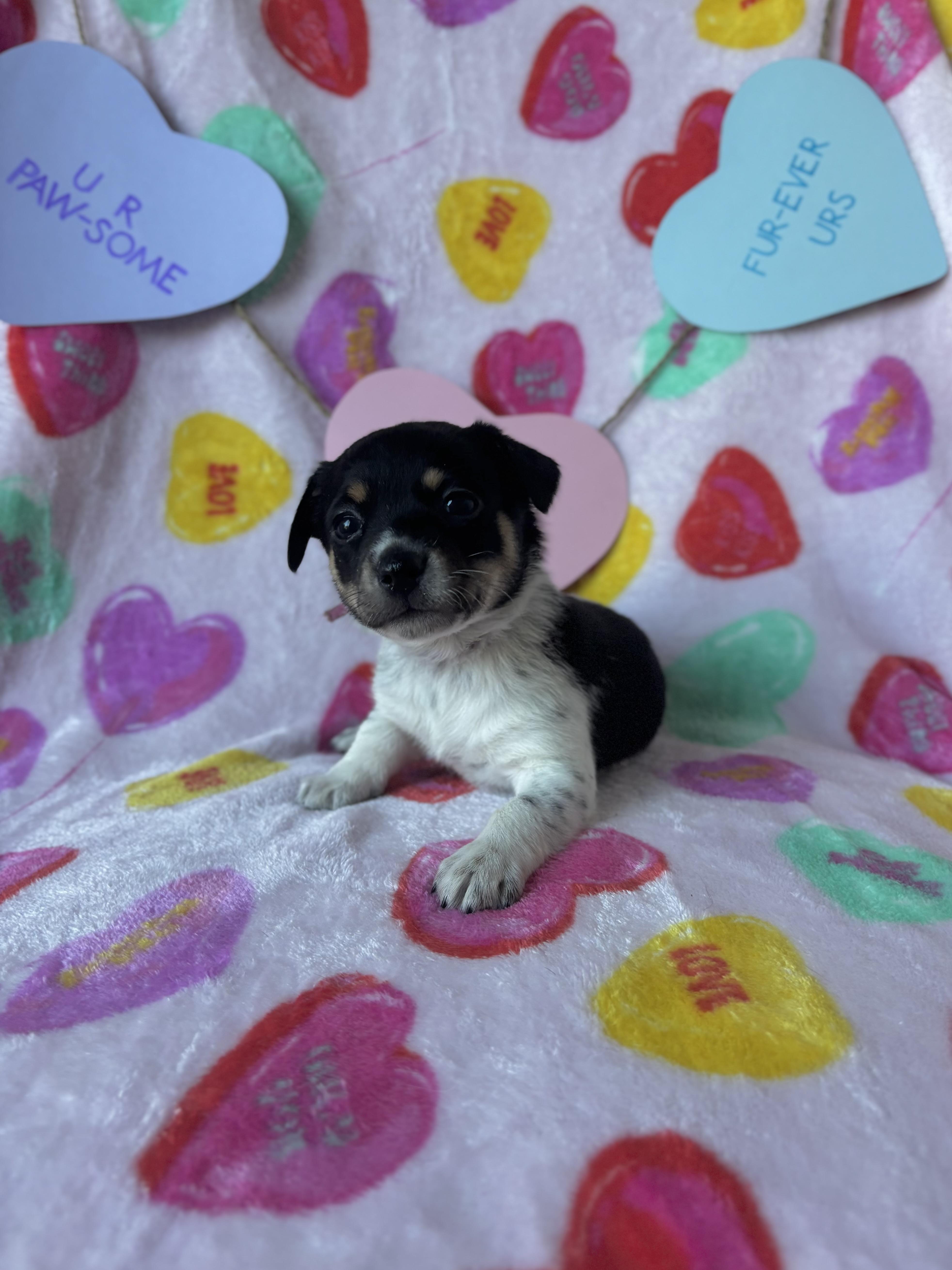 Enlarge Pepper - Spice Litter - DNA TESTED, an adopted mixed breed in Benbrook, TX image 3/6