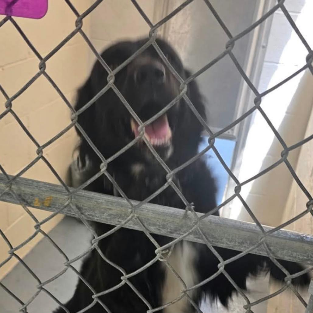 Enlarge Houstin, a Adoptable Black Labrador Retriever in Carlin, NV image 1/1
