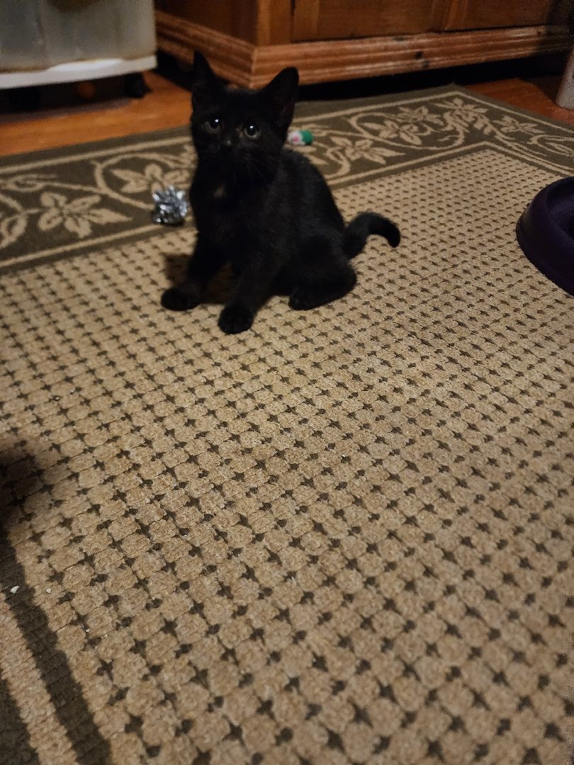 Eliza, a Adoptable mixed breed in Garwood, NJ image 3/4