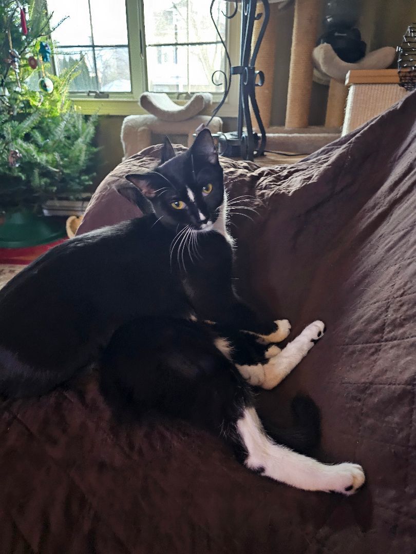 Eliza, a Adoptable mixed breed in Garwood, NJ image 2/4