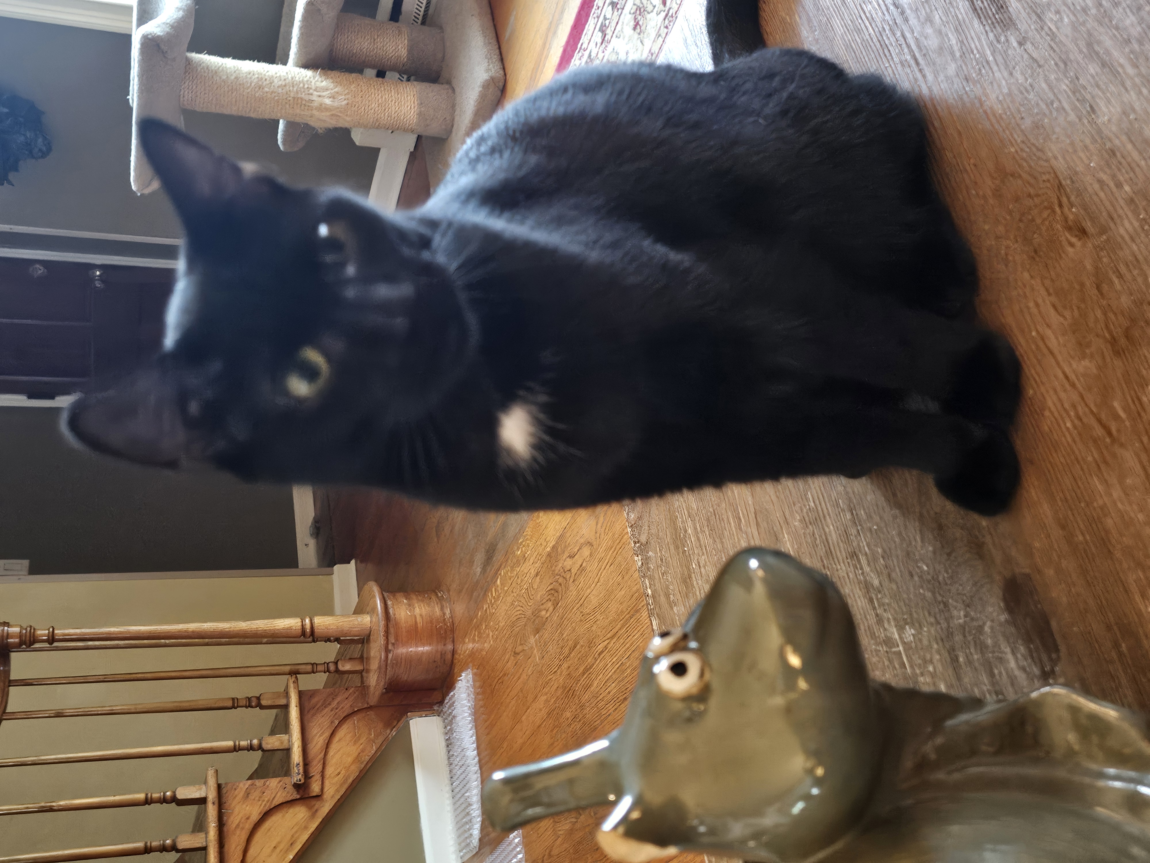 Eliza, a Adoptable mixed breed in Garwood, NJ image 1/4