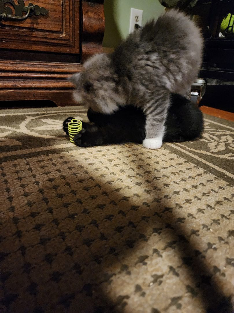 Eliza, a Adoptable mixed breed in Garwood, NJ image 4/4