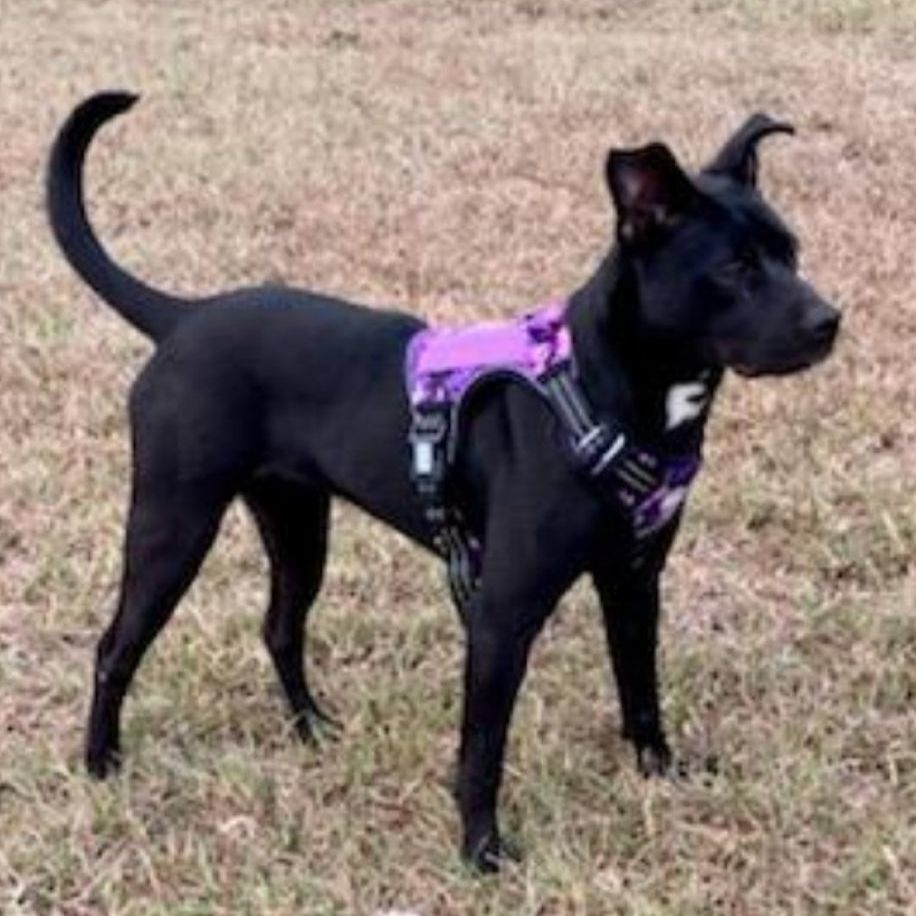 Presley, Adopted, Young Female Patterdale Terrier / Fell Terrier & Labrador Retriever.
