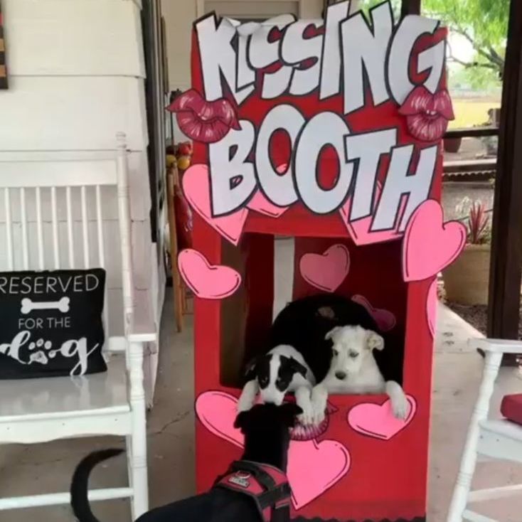 Enlarge Presley, a Adopted mixed breed in Seattle, WA image 2/12