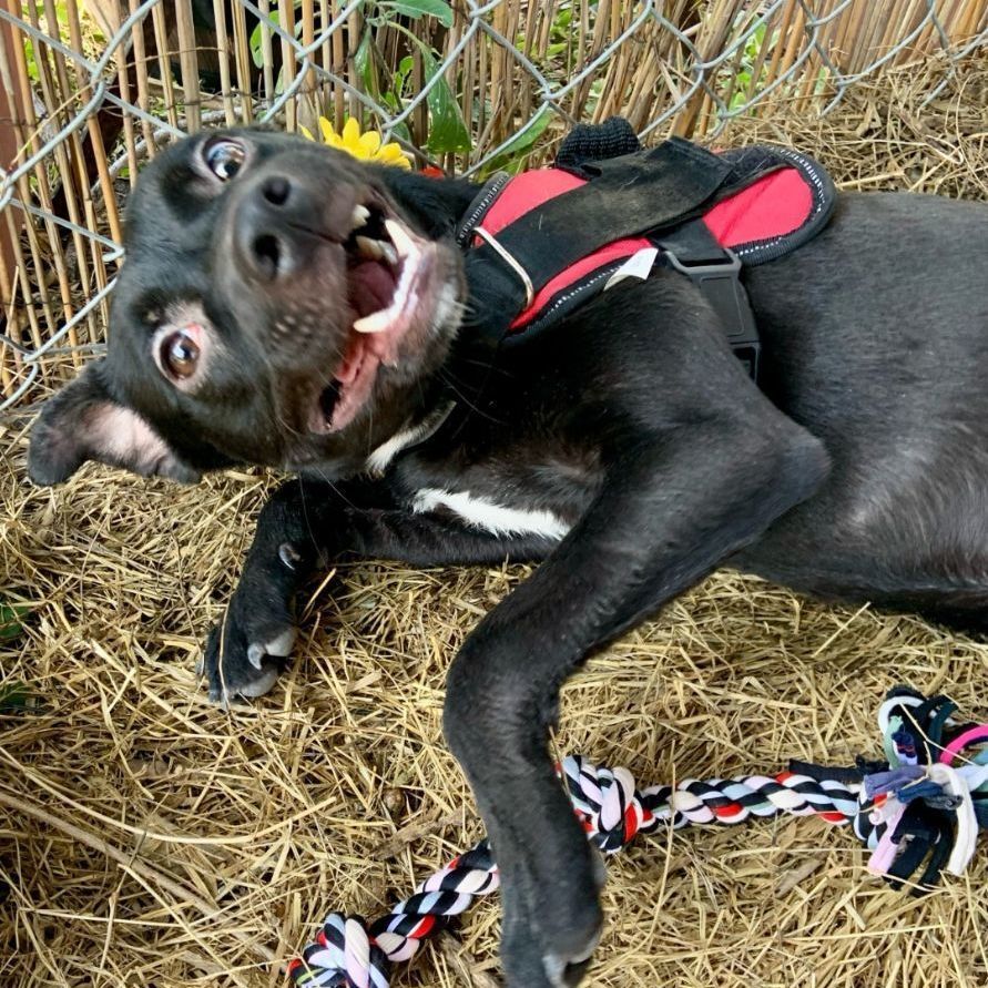 Enlarge Presley, a Adopted mixed breed in Seattle, WA image 3/12