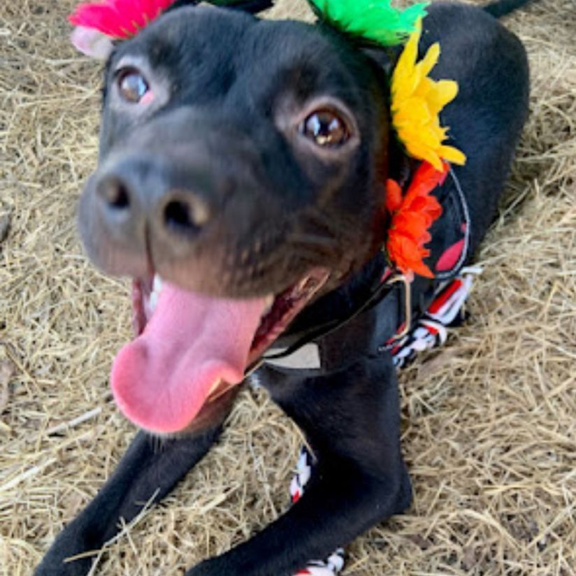 Enlarge Presley, a Adopted mixed breed in Seattle, WA image 4/12