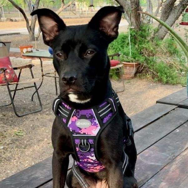 Enlarge Presley, a Adopted mixed breed in Seattle, WA image 5/12